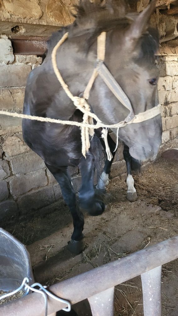 Продам Жеребца спокойного