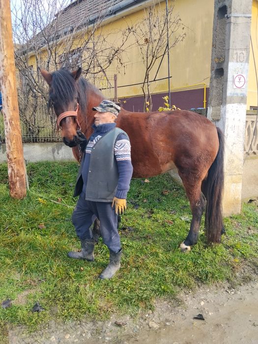 Iapă de doi ani jumate