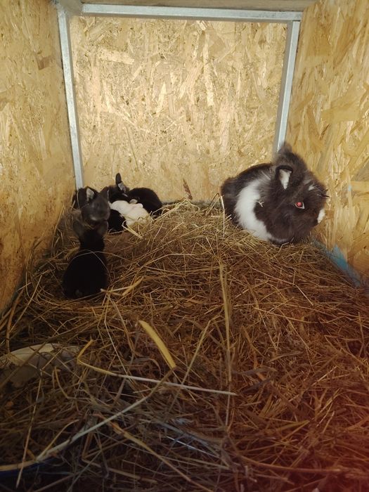 Disponibili iepurași cap de leu