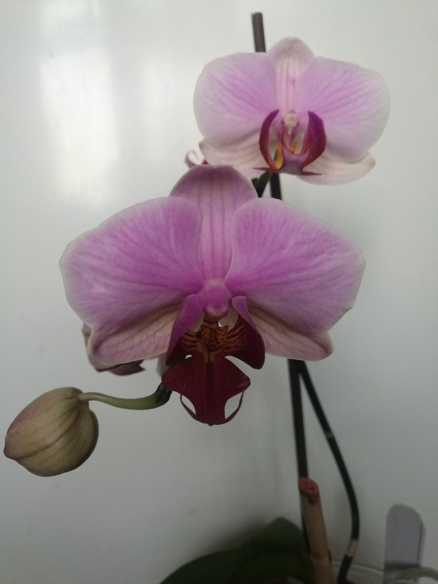 Орхидея адаптированная.