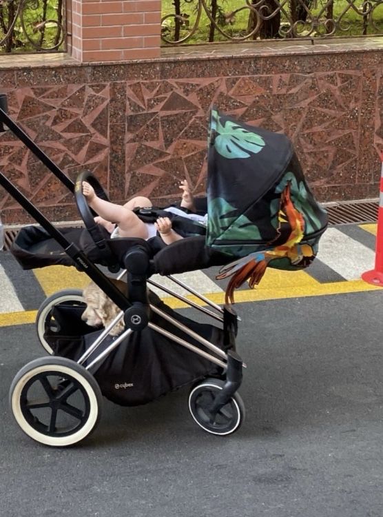 Cybex коляска оч
