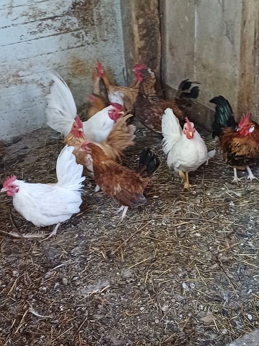 Vând cocoșei pitici