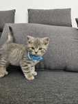 British Shorthair | pui de pisica