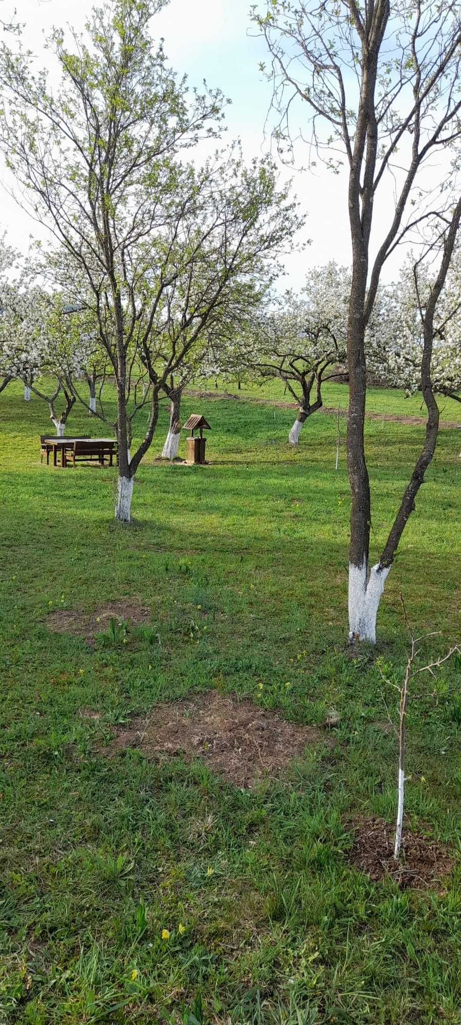 Teren intravilan de vanzare, Masca, jud. Cluj