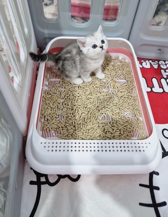 Мушук зотдор  кошка  котёнок