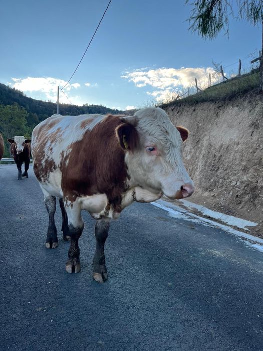 Taur de vanzare frumos