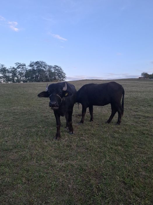 Vând jurnică de bivol