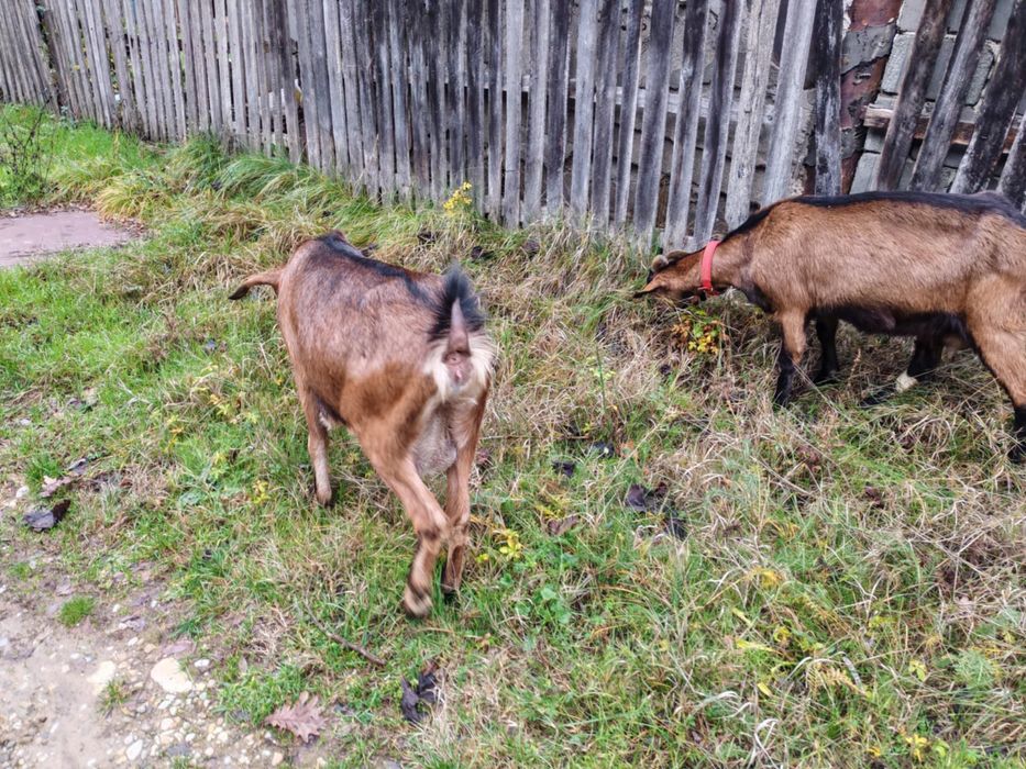 Vand cape alpine franceza