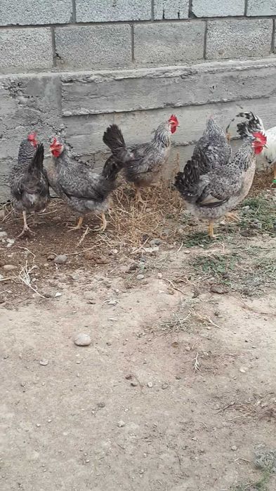 Борковские барвистые. Обмен ягтерьерге