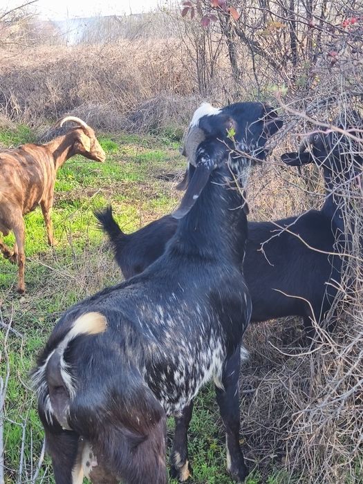 Schimb țap anglonubian