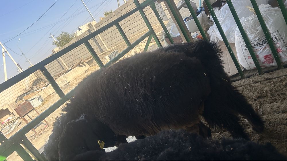 Қошқар теке сатылады