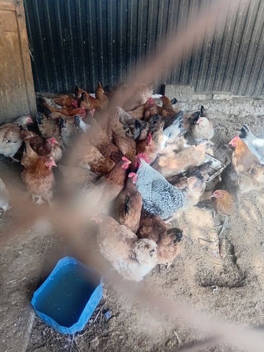 Куры домашние прошлогодние