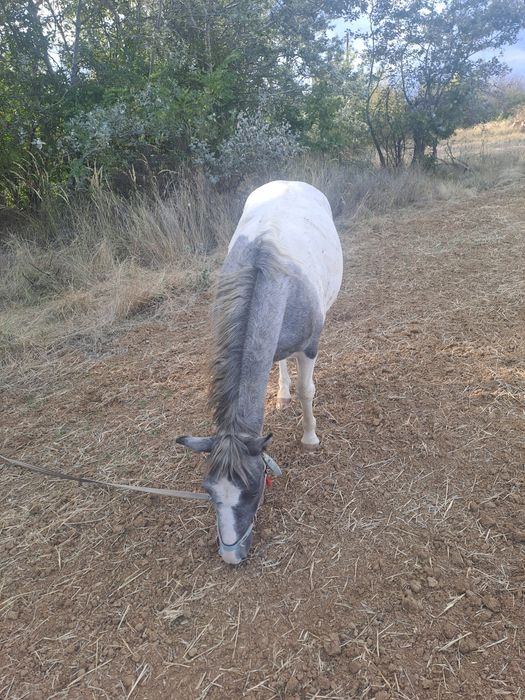 Manz rasa pinto foarte bland