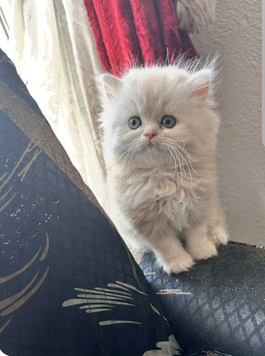 Персийски котета
