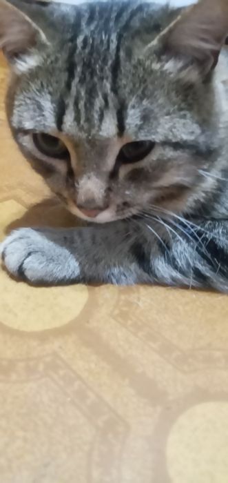 Молодой Кот Ищет Дом