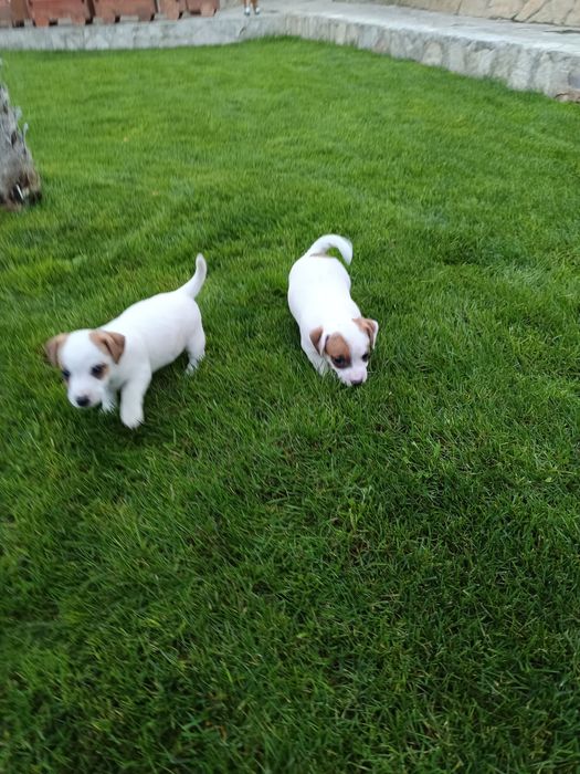 Джак Ръсел териер