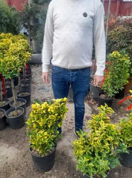 Plante Decorative Oriunde in tara! Gazon Rulou