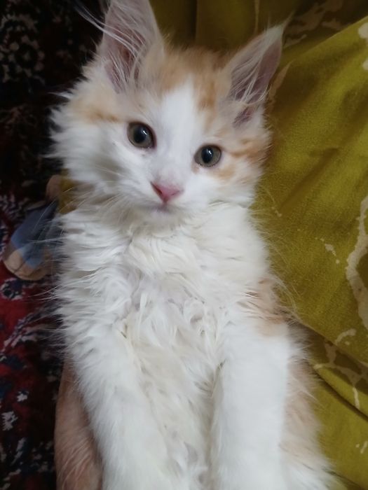 Mushuk bolasi 3 oylik