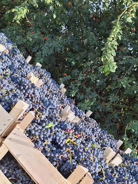 „Struguri pentru vin – preț producător 100%”
