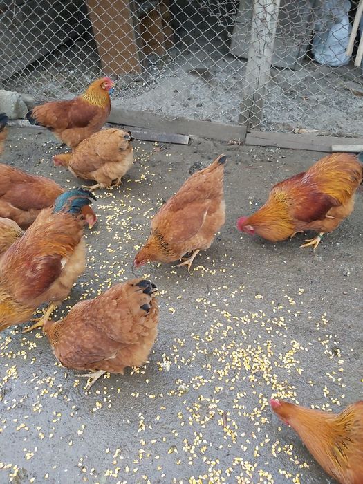 New Hampshire cocoși și gaini