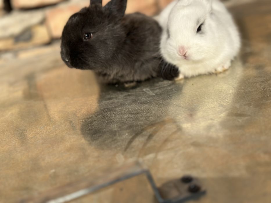 Quyonchalar sotiladi