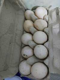 Oua rate pentru incubat