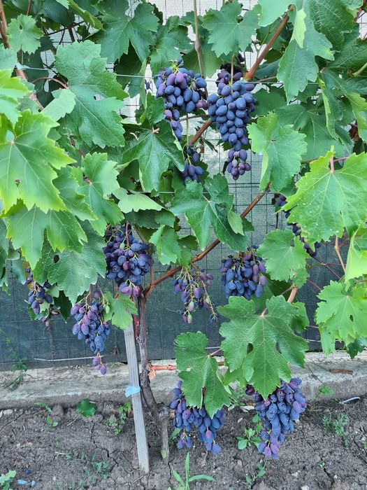 Vita de vie soiuri cu gust de muscat si gust armonios fructat