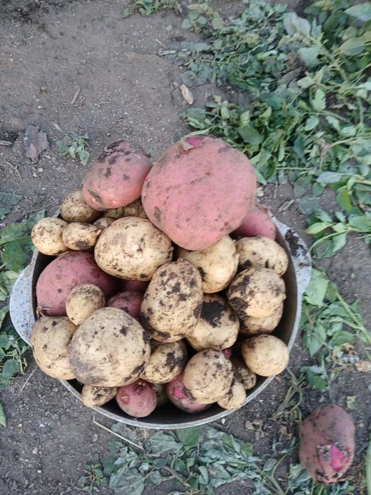 Продам картошку домашние есть доставка
