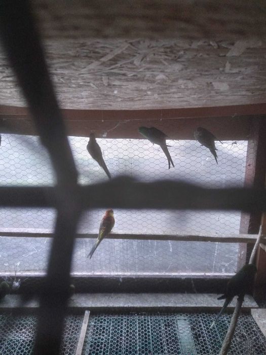 Vand Canari, Pescarusi Japonezi, Papagali Cantatori