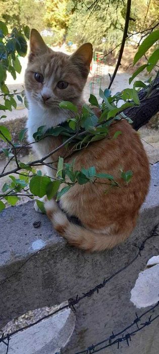 Отдам котенка в добрые руки