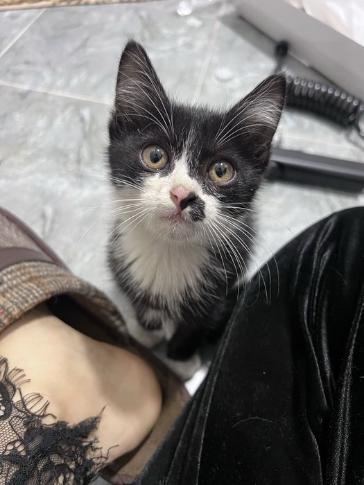 Котенок мальчик, в хорошие руки.  Даром