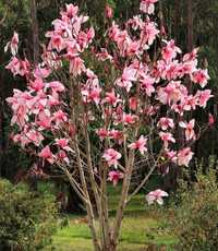 Magnolia. Plante ornamentale/ tuia Leylandri gard viu.Gazon rulou