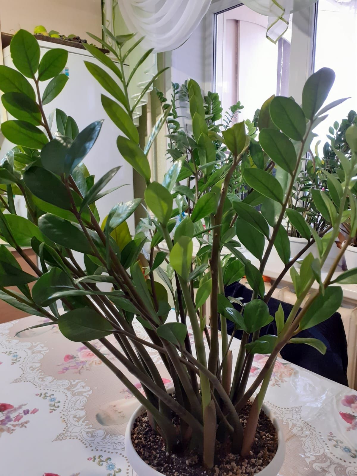 Продам Замиокулькас
