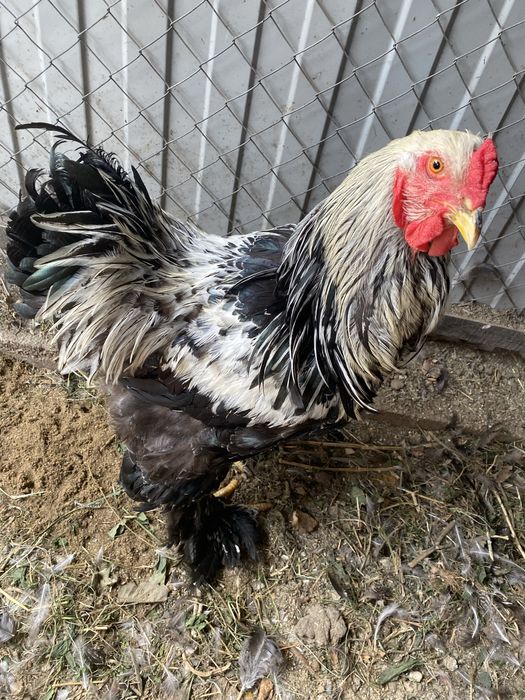 Vând familie de gaini Brahma Herminat inchis