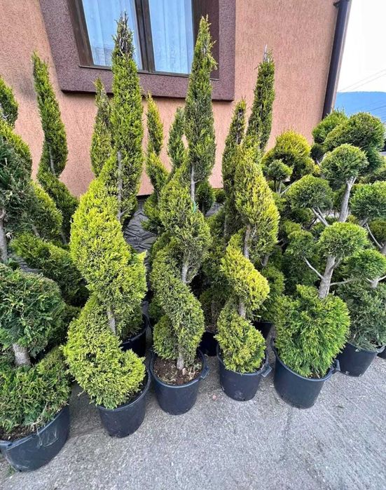 Plante ornamentale pentru grădini verzi și îngrijite