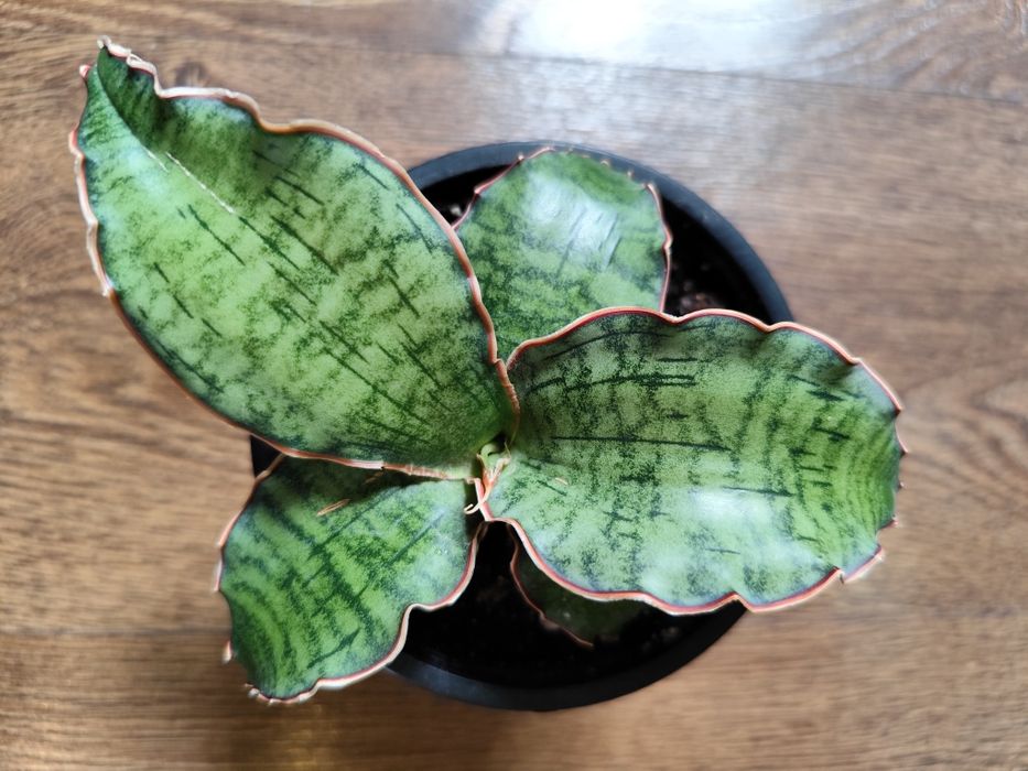 Сансевиерия Сильвер Блю (Silver Blue)