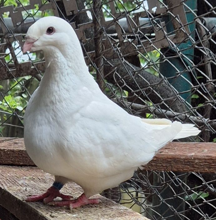 Porumbei americani