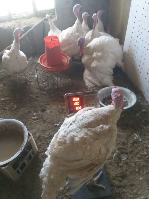 Induq bic 6 20kg o‘yda boqilg‘on makka budoy bilan gormo‘n urilmog‘on