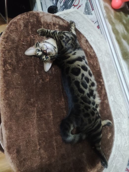 Бенгальская кошка