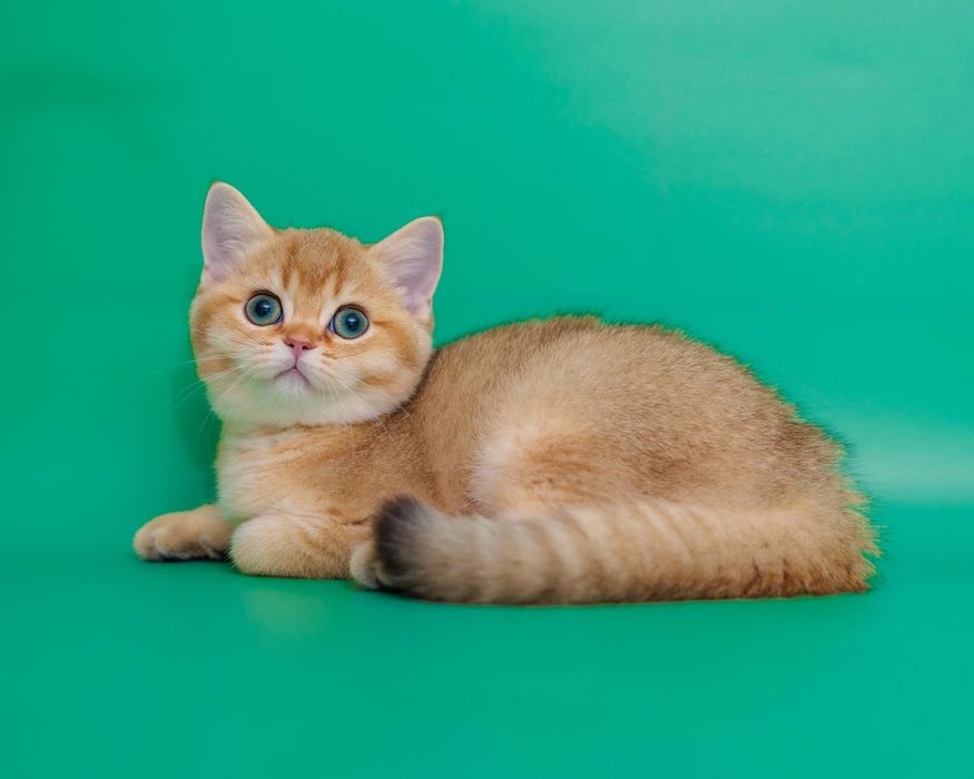Золотой  котенок. Британские золотые шиншиллы котята