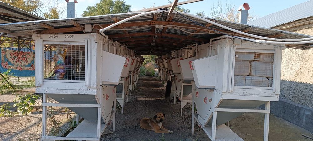 Клетки для кроликов уличного содержания. 110 клеток