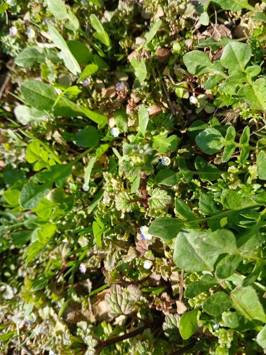 Xovli sotiladi xasanboyda