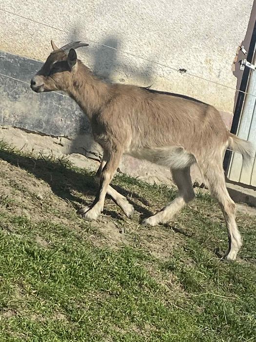 Vând 3 iede și 2 țăpulenii