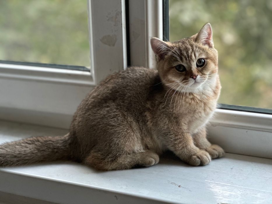 Продам котятки породистая шишила