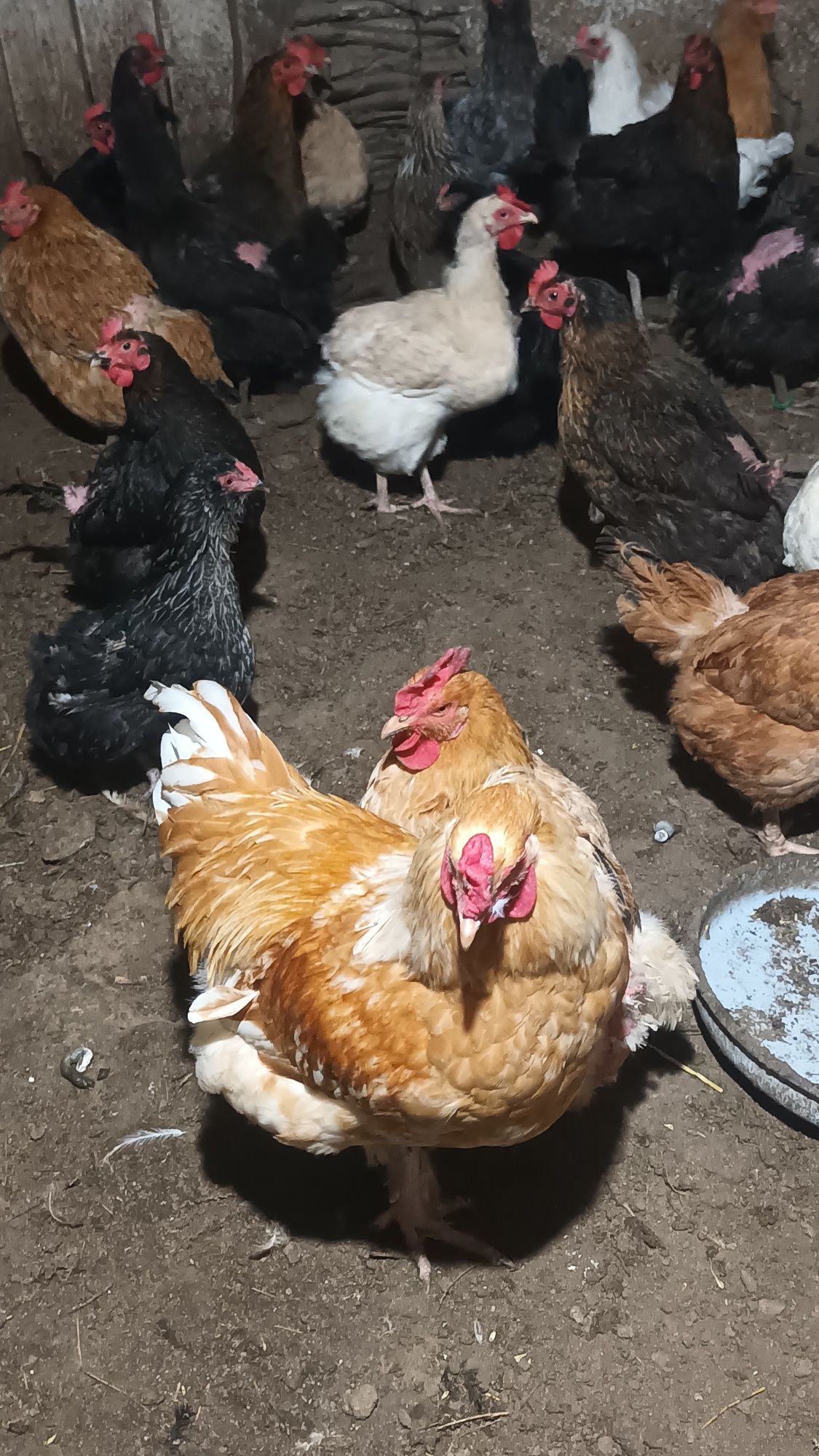 Продавам кокоши яйца 1,20
