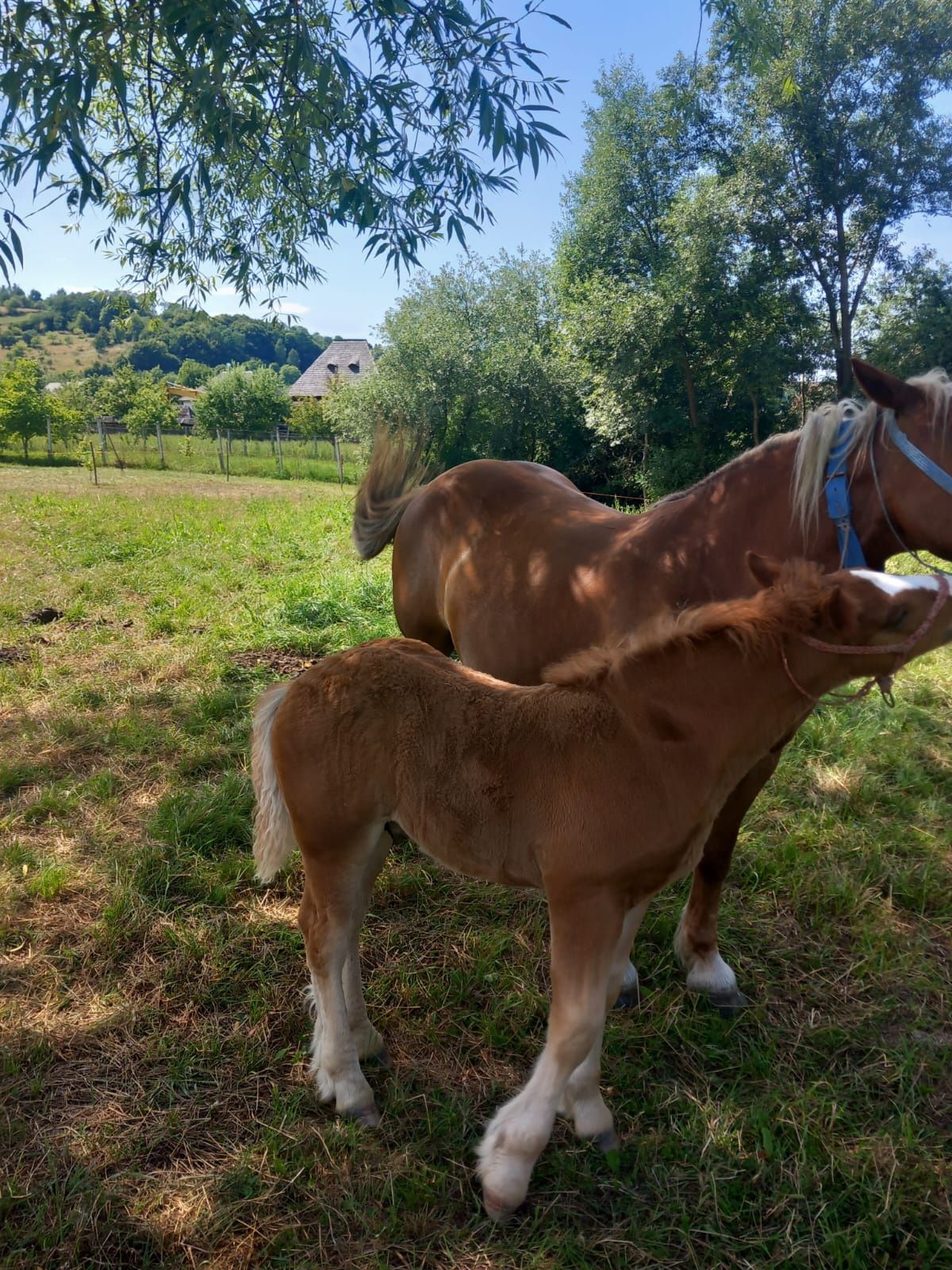 Mânz de vânzare.