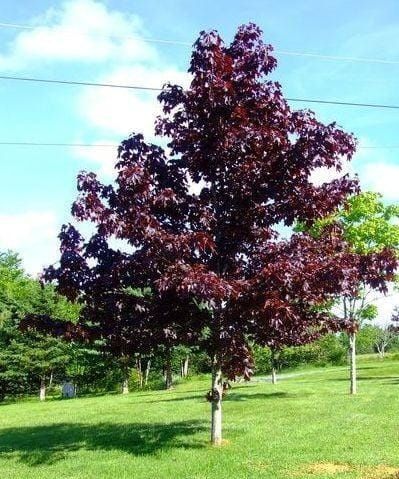 Tuia leylandii super oferta gazon rulou sport rustic