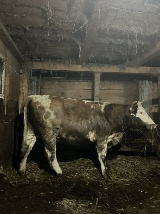 Vând juninci gestante