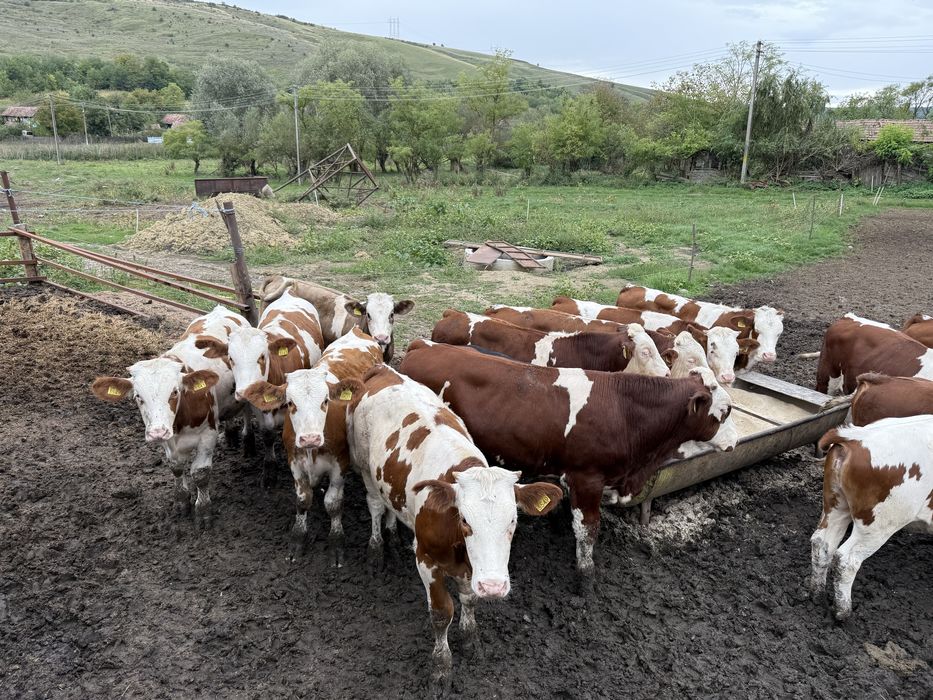Vand Vitei 25lei/kg