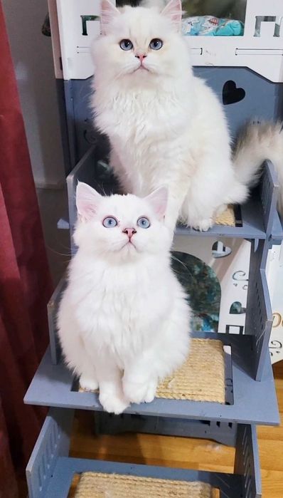 British longhair pedigree baiat superb, cu ochii albastri